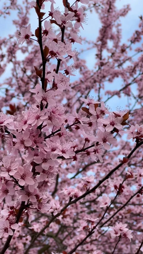 Cherry Blossoms in Full Bloom – Beautiful Sakura, 4K Vertical Video Footage  Video stock 236854977
