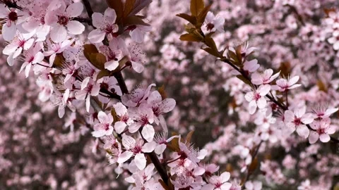 Cherry Blossoms in Full Bloom – Beautiful Sakura, Wonderful Pink Flowers Video stock 236854985