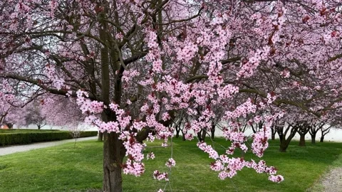 Cherry Blossoms in Full Bloom – Beautiful Sakura, Romantic Pink Flowers, 4K  Stock Footage 236855017