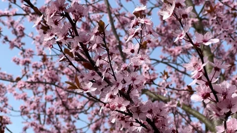 Cherry Blossoms in Full Bloom – Beautiful Sakura, Romantic Pink Flowers, 4K  Stock Footage 236855029