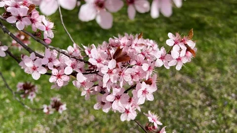 Cherry Blossoms in Full Bloom – Beautiful Sakura, Amazing Pink Flowers, 4K  Stock Footage 236855208