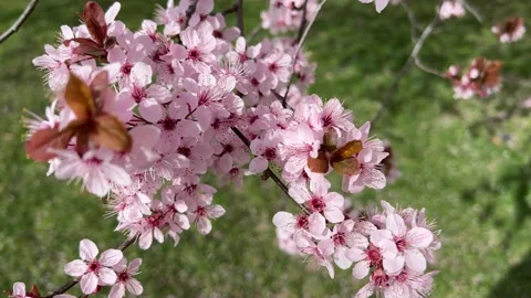 Cherry Blossoms in Full Bloom – Beautiful Sakura, Charming Pink Flowers, 4K  Stock Footage 236855271