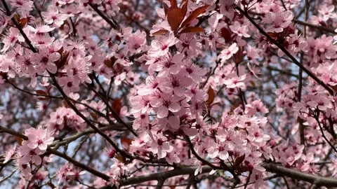Cherry Blossoms in Full Bloom – Beautiful Sakura, Tranquil Garden, 4K  Stock Footage 236855296