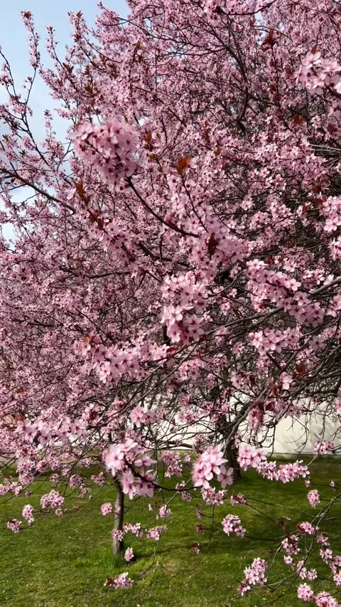 Cherry Blossoms in Full Bloom – Beautiful Sakura, Vertical Video, 4K Footage  Stock Footage 236855334