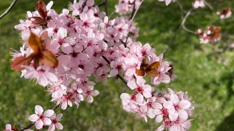 Cherry Blossoms in Full Bloom – Beautiful Sakura, Amazing Pink Flowers Stock Footage 236855335