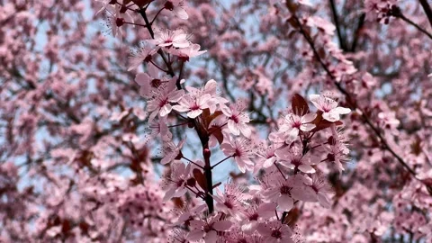 Cherry Blossoms in Full Bloom – Beautiful Sakura, Romantic Pink Flowers, 4K  Stock Footage 236855533