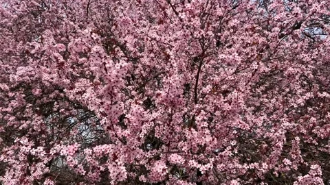 Cherry Blossoms in Full Bloom – Beautiful Sakura, Tranquil Garden, 4K  Stock Footage 236855546