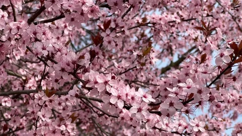 Cherry Blossoms in Full Bloom – Beautiful Sakura, Tranquil Garden, Stock Video  Stock Footage 236855562