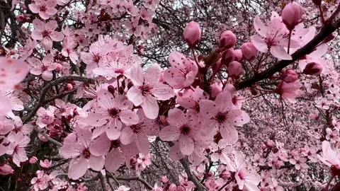 Cherry Blossoms in Full Bloom – Beautiful Sakura, Tranquil Garden, 4K Footage  Stock Footage 236855580