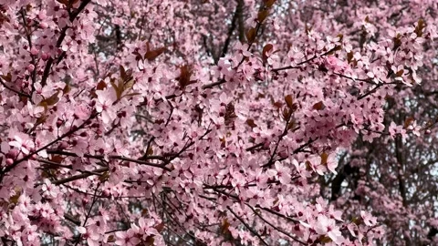 Cherry Blossoms in Full Bloom – Beautiful Sakura, Tranquil Garden Stock Footage 236855593