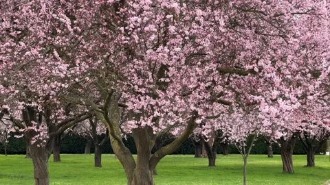 Cherry Blossoms in Full Bloom – Beautiful Sakura, Tranquil Garden 4K Video  Stock Footage 236855635