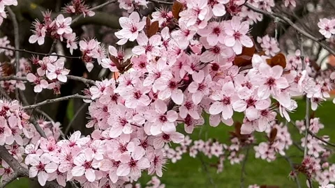 Cherry Blossoms in Full Bloom – Beautiful Sakura, Seasonal Pink Flowers,4K Video Stock Footage 237116574