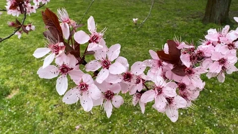 Cherry Blossoms in Full Bloom – Beautiful Sakura, Romantic Pink Flowers, 4K Stock Footage 237116632