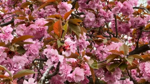 Cherry Blossoms in Full Bloom – Beautiful Sakura, Symbol of Spring, 4K Video stock 239543989