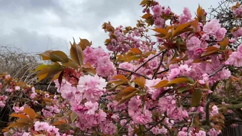 Cherry Blossoms in Full Bloom – Beautiful Sakura, Symbol of Spring Stock Footage 239544009