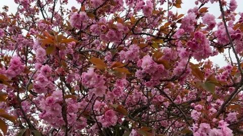 Cherry Blossoms in Full Bloom – Beautiful Sakura, Symbol of Springtime  Stock Footage 239544032