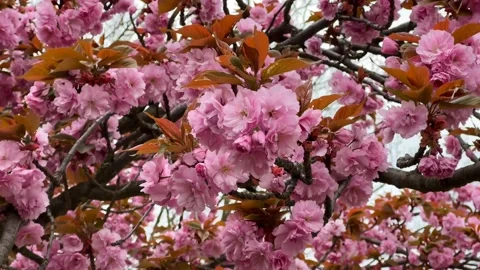 Cherry Blossoms in Full Bloom – Beautiful Sakura, Symbol of Spring, 4K Video  Video stock 239544033