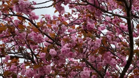 Cherry Blossoms in Full Bloom – Beautiful Sakura, Symbol of Spring, 4K Footage  Stock Footage 239544350