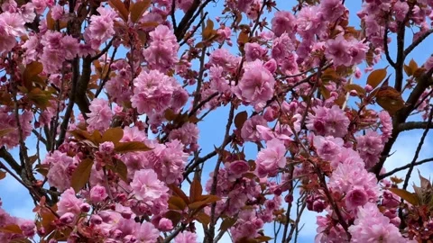 Cherry Blossoms in Full Bloom – Beautiful Sakura, Nature’s Beauty  Stock Footage 239544394