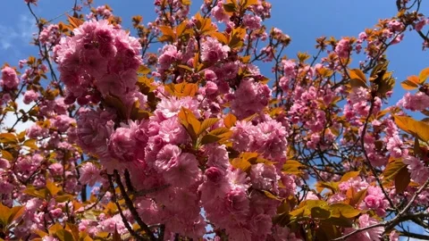 Cherry Blossoms in Full Bloom – Beautiful Sakura, Nature’s Beauty 4K Footage  Stock Footage 239544468
