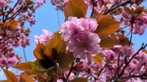 Cherry Blossoms in Full Bloom – Beautiful Sakura, Nature’s Beauty  Stock Footage 239544469
