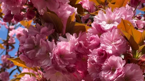 Cherry Blossoms in Full Bloom – Beautiful Sakura, Nature’s Beauty 4K Video  Stock Footage 239544505