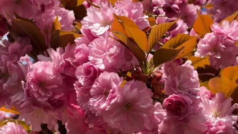 Cherry Blossoms in Full Bloom – Beautiful Sakura, Nature’s Beauty 4K Stock Footage 239544749