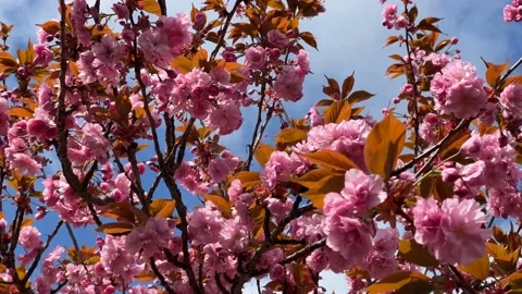 Cherry Blossoms in Full Bloom – Beautiful Sakura, Seasonal Pink Flowers  Stock Footage 239544824
