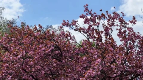 Cherry Blossoms in Full Bloom – Beautiful Sakura, Nature’s Beauty. 4K Stock Footage 239544939