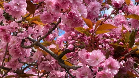 Cherry Blossoms in Full Bloom – Beautiful Sakura, Seasonal Pink Flowers. Stock Footage 239544940