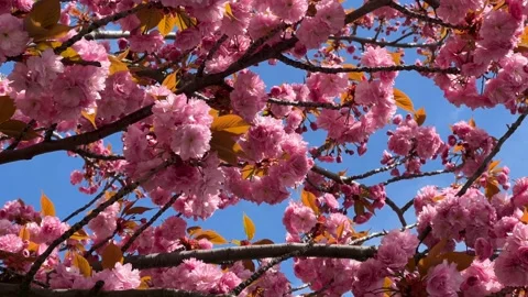 Cherry Blossoms in Full Bloom – Beautiful Sakura, Seasonal Pink Flowers 4K Stock Footage 239544967