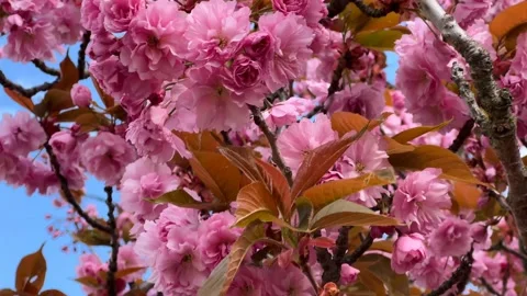 Cherry Blossoms in Full Bloom – Beautiful Sakura, Seasonal Pink Flowers, 4K Stock Footage 239544972