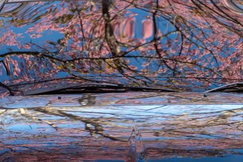 Cherry blossoms in full bloom with beautiful pink petals Stock Photos