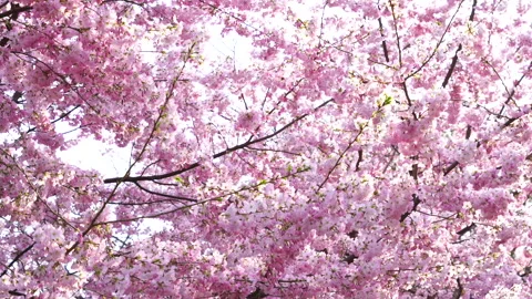 Cherry Blossoms in Full Bloom at Central Park Video stock 327335136
