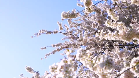 Cherry Blossoms in Full Bloom at Central Park Under a Blue Sky Video stock 327335544