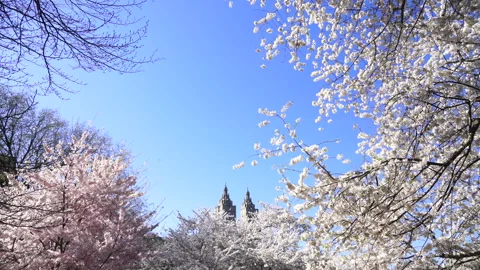 Cherry Blossoms in Full Bloom at Central Park Under a Blue Sky Stock-Footage 327335637