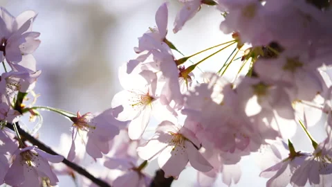 Cherry Blossoms in Full Bloom at Central Park Under a Blue Sky Stock Footage 327336138