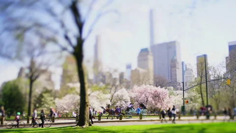 Cherry Blossoms in Full Bloom by Central Park Amidst the Skyscrapers of Midtown Video stock 327373730