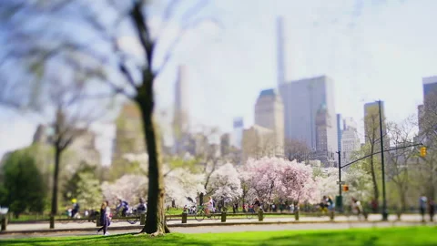 Cherry Blossoms in Full Bloom by Central Park Amidst the Skyscrapers of Midtown Stock Footage 327375283