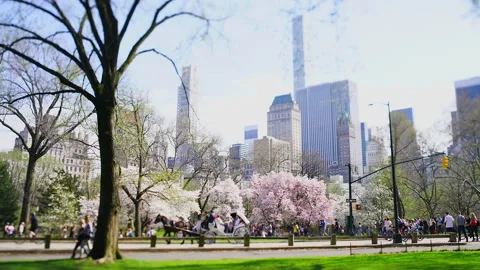 Cherry Blossoms in Full Bloom by Central Park Amidst the Skyscrapers of Midtown Video stock 327376792