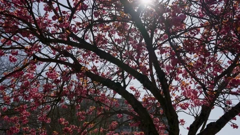 Cherry blossoms in full bloom in the city Stock Footage 152803846