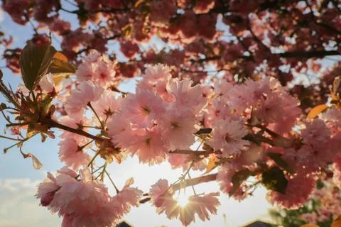 Cherry blossoms in full bloom, close up Stock Photos