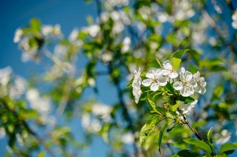 Cherry blossoms in full bloom on delicate branches, perfect for use in nature Stock Photos