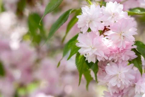 Cherry blossoms in full bloom during spring season in a park Stock Photos