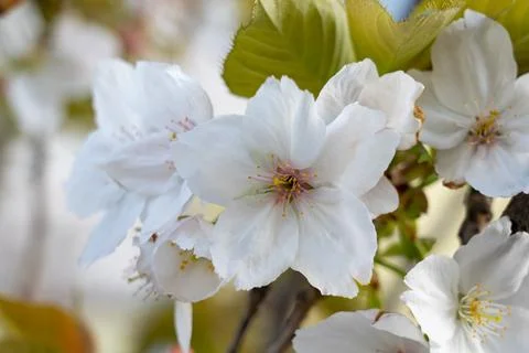 Cherry blossoms in full bloom during spring season Stock Photos