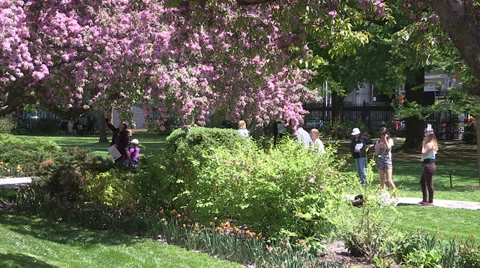 Cherry blossoms in full bloom Stock Footage 38644980