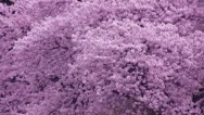 Cherry Blossoms In Full Bloom Stock Footage