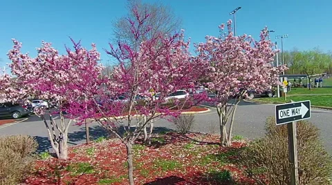 Cherry Blossoms in Full Bloom Stock Footage 49041005