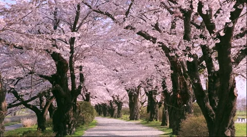 Cherry blossoms in full bloom Stock Footage 49114900