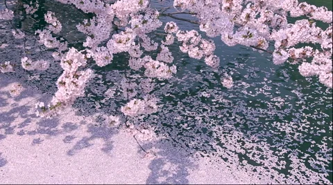 Cherry blossoms in full bloom Stock Footage 49115082